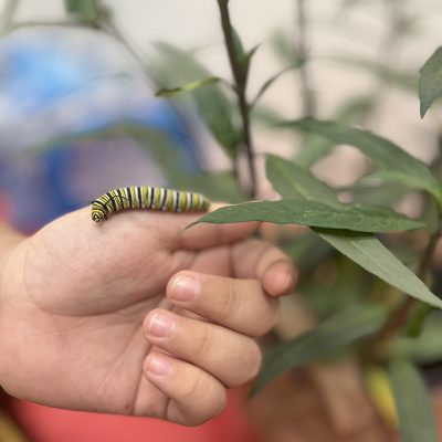 Butterfly Life Cycle Unit
