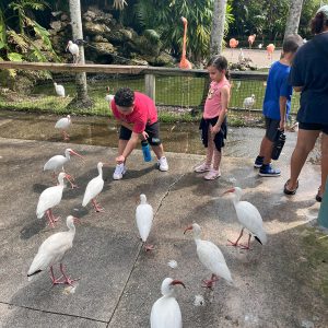 Flamingo Gardens
